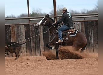 American Quarter Horse, Gelding, 4 years, 15.1 hh, Bay