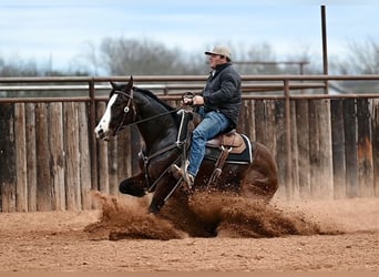 American Quarter Horse, Gelding, 4 years, 15.1 hh, Bay