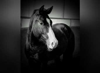 American Quarter Horse, Gelding, 4 years, 15.1 hh, Bay-Dark