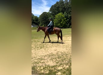 American Quarter Horse Mix, Gelding, 4 years, 15.1 hh, Bay