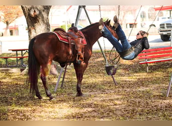 American Quarter Horse, Gelding, 4 years, 15.1 hh, Bay