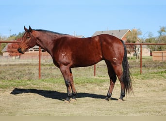American Quarter Horse, Gelding, 4 years, 15.1 hh, Bay