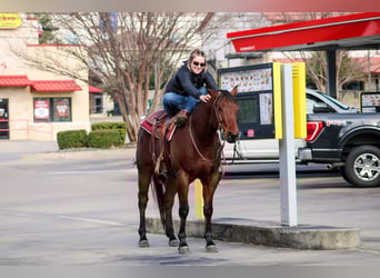 American Quarter Horse, Gelding, 4 years, 15.1 hh, Bay