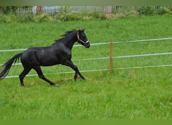 American Quarter Horse, Gelding, 4 years, 15.1 hh, Black