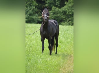 American Quarter Horse, Gelding, 4 years, 15.1 hh, Black