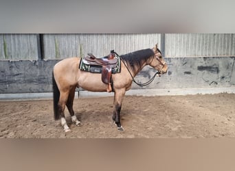 American Quarter Horse, Gelding, 4 years, 15.1 hh, Buckskin