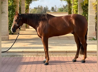 American Quarter Horse, Gelding, 4 years, 15.1 hh, Chestnut-Red