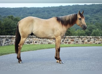 American Quarter Horse, Gelding, 4 years, 15.1 hh, Dun