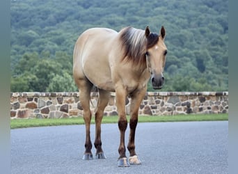 American Quarter Horse, Gelding, 4 years, 15.1 hh, Dun