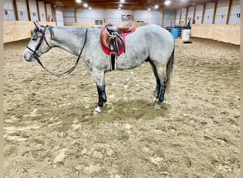 American Quarter Horse, Gelding, 4 years, 15.1 hh, Gray-Dapple