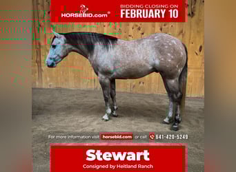 American Quarter Horse, Gelding, 4 years, 15.1 hh, Gray