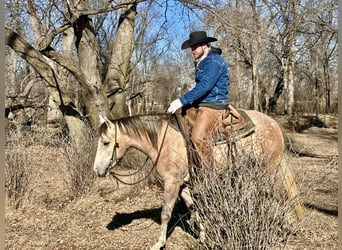 American Quarter Horse, Gelding, 4 years, 15.1 hh, Gray