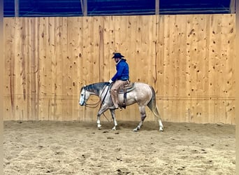 American Quarter Horse, Gelding, 4 years, 15.1 hh, Gray