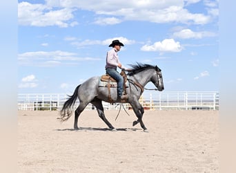 American Quarter Horse, Gelding, 4 years, 15.1 hh, Gray