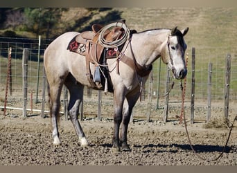 American Quarter Horse, Gelding, 4 years, 15.1 hh, Grey