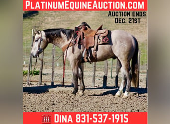American Quarter Horse, Gelding, 4 years, 15.1 hh, Grey