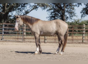 American Quarter Horse, Gelding, 4 years, 15.1 hh, Grullo