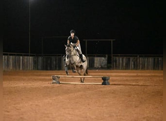 American Quarter Horse, Gelding, 4 years, 15.1 hh, Grullo