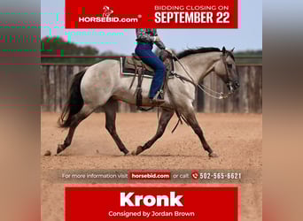 American Quarter Horse, Gelding, 4 years, 15.1 hh, Grullo