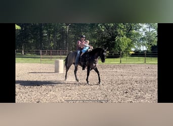 American Quarter Horse, Gelding, 4 years, 15.1 hh, Grullo