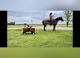 American Quarter Horse, Gelding, 4 years, 15.1 hh, Grullo