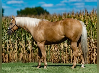 American Quarter Horse, Wallach, 4 Jahre, 15,1 hh, Palomino