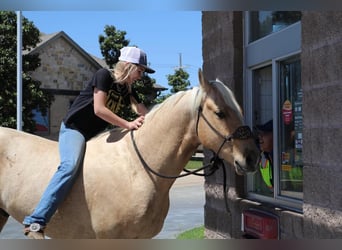 American Quarter Horse, Gelding, 4 years, 15.1 hh, Palomino