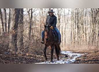 American Quarter Horse, Gelding, 4 years, 15.1 hh, Roan-Bay