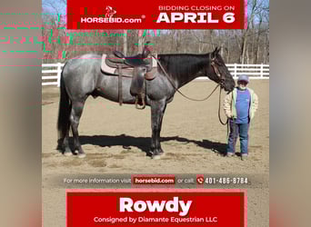 American Quarter Horse, Gelding, 4 years, 15.1 hh, Roan-Blue