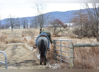 American Quarter Horse, Gelding, 4 years, 15.1 hh, Roan-Blue