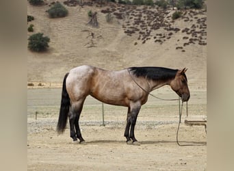 American Quarter Horse, Gelding, 4 years, 15.1 hh, Roan-Blue