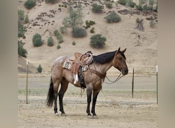 American Quarter Horse, Gelding, 4 years, 15.1 hh, Roan-Blue