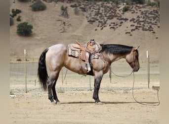 American Quarter Horse, Gelding, 4 years, 15.1 hh, Roan-Blue