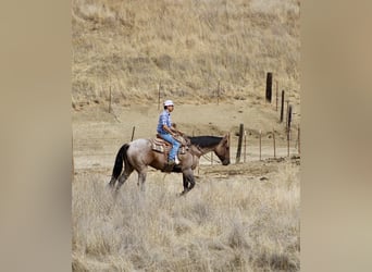 American Quarter Horse, Gelding, 4 years, 15.1 hh, Roan-Blue