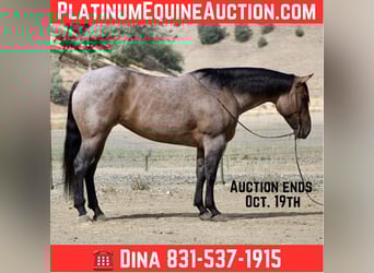 American Quarter Horse, Gelding, 4 years, 15.1 hh, Roan-Blue