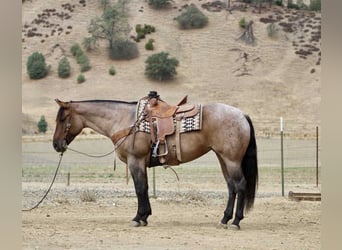 American Quarter Horse, Gelding, 4 years, 15.1 hh, Roan-Blue