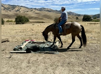 American Quarter Horse, Gelding, 4 years, 15.1 hh, Roan-Blue