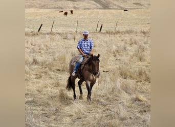 American Quarter Horse, Gelding, 4 years, 15.1 hh, Roan-Blue
