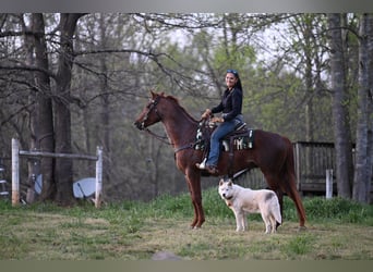 American Quarter Horse, Gelding, 4 years, 15.1 hh, Roan-Red