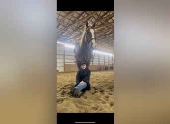 American Quarter Horse, Gelding, 4 years, 15.1 hh, Sorrel