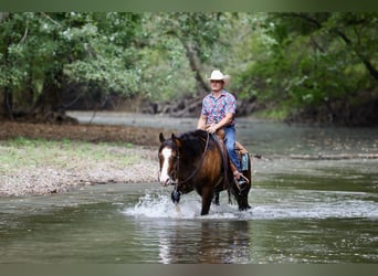 American Quarter Horse, Gelding, 4 years, 15.2 hh, Bay