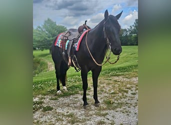 American Quarter Horse, Gelding, 4 years, 15.2 hh, Black