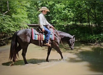 American Quarter Horse, Gelding, 4 years, 15.2 hh, Black