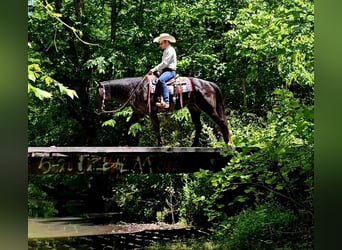 American Quarter Horse, Gelding, 4 years, 15.2 hh, Black