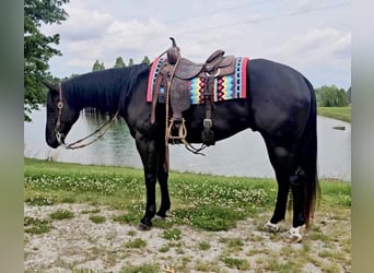 American Quarter Horse, Gelding, 4 years, 15.2 hh, Black