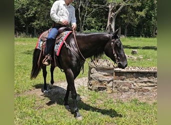 American Quarter Horse, Gelding, 4 years, 15.2 hh, Black