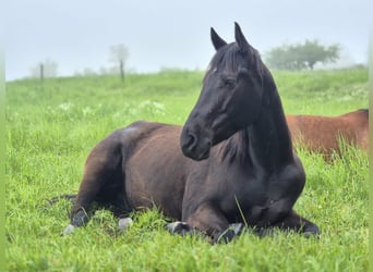American Quarter Horse, Gelding, 4 years, 15.2 hh, Black