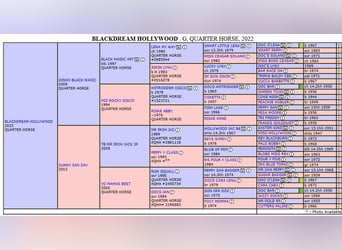 American Quarter Horse, Gelding, 4 years, 15.2 hh, Black