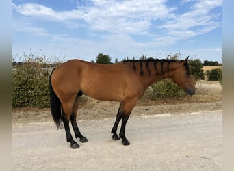 American Quarter Horse Mix, Gelding, 4 years, 15.2 hh, Brown