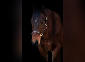 American Quarter Horse Mix, Gelding, 4 years, 15.2 hh, Brown